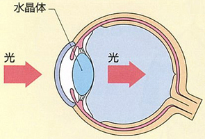 正常な眼球 /