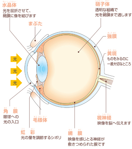 眼の構造と機能
