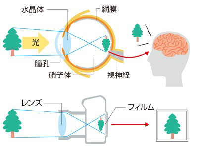ものが見えるしくみ