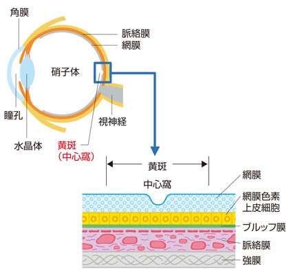 黄斑について